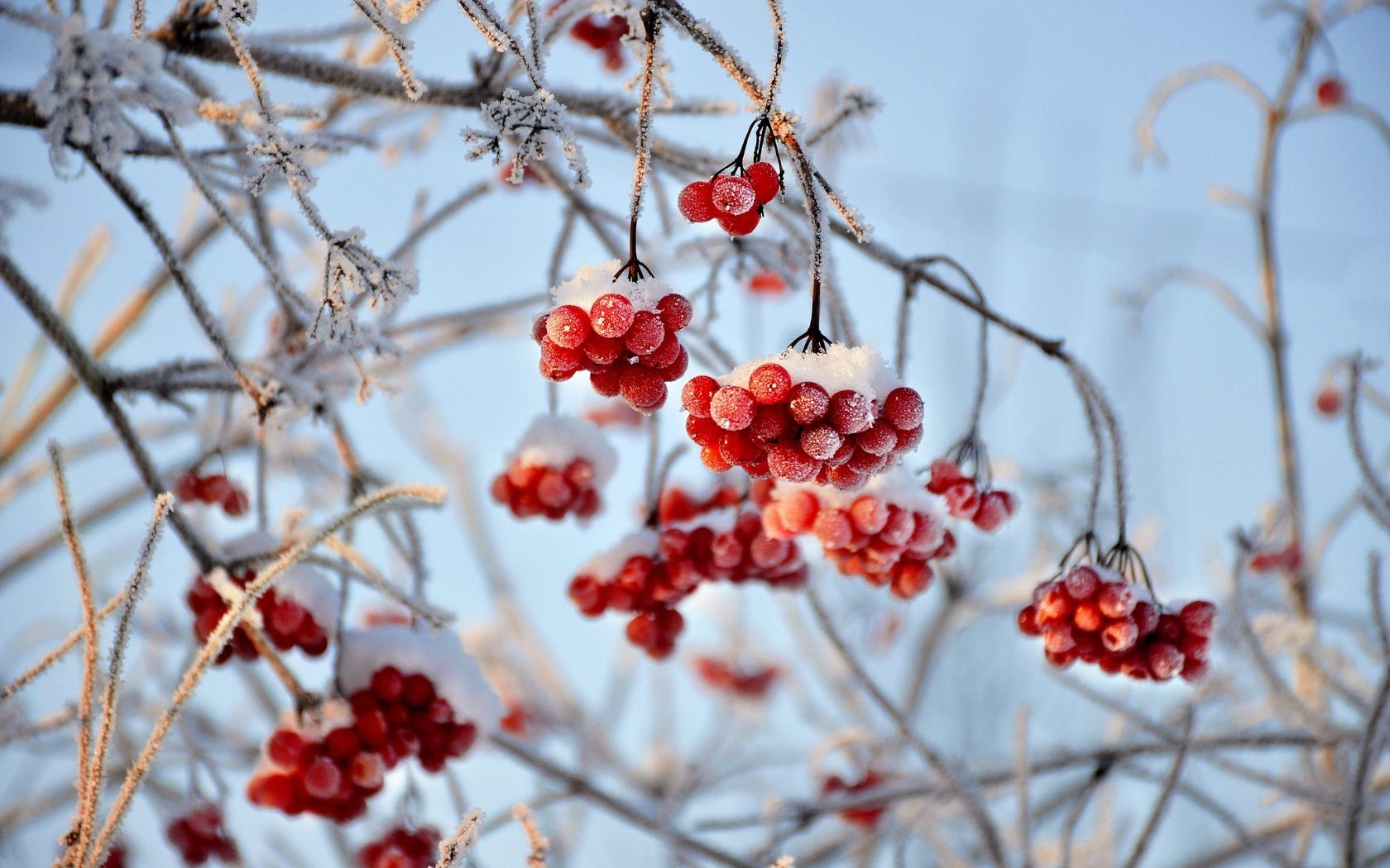 Зимний флористический шедевр: Калина во льдах | Калина в снегу Фото  №1371483 скачать