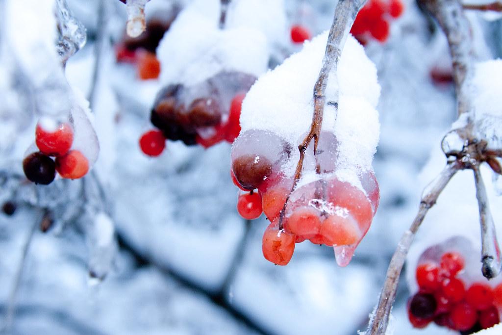 Калина Ягоды Зима - Бесплатное фото на Pixabay - Pixabay