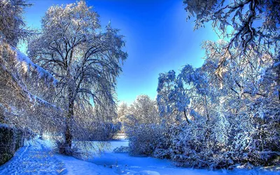 Красота зимы в наукограде: примите участие в новогодней фотовыставке |  Наукоград-Пресс