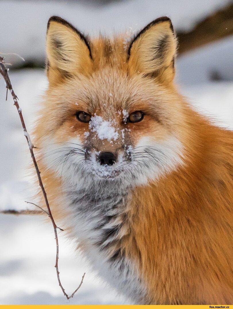 Почему лисице нелегко жить зимой: 10 особенностей рыжей хищницы