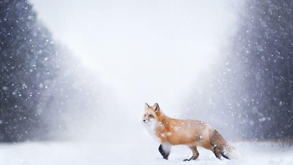 скрытое изображение лисы на снегу, рыжая лиса, которую я встретил зимой,  Хоккайдо Hd фотография фото фон картинки и Фото для бесплатной загрузки