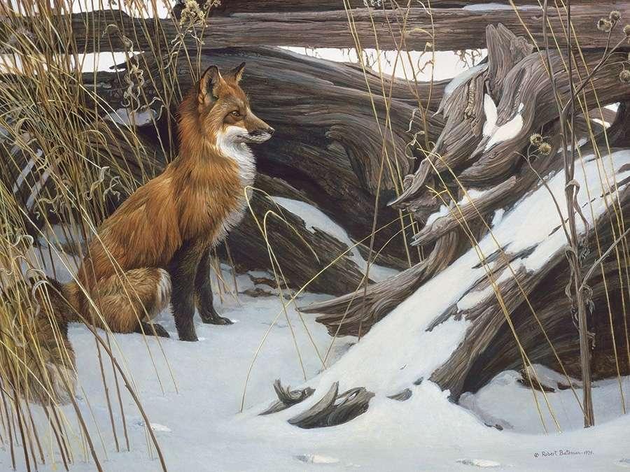Лиса :: winter :: animals :: fox :: дикая природа :: зима :: живность ::  fandoms :: фэндомы / картинки, гифки, прикольные комиксы, интересные статьи  по теме.