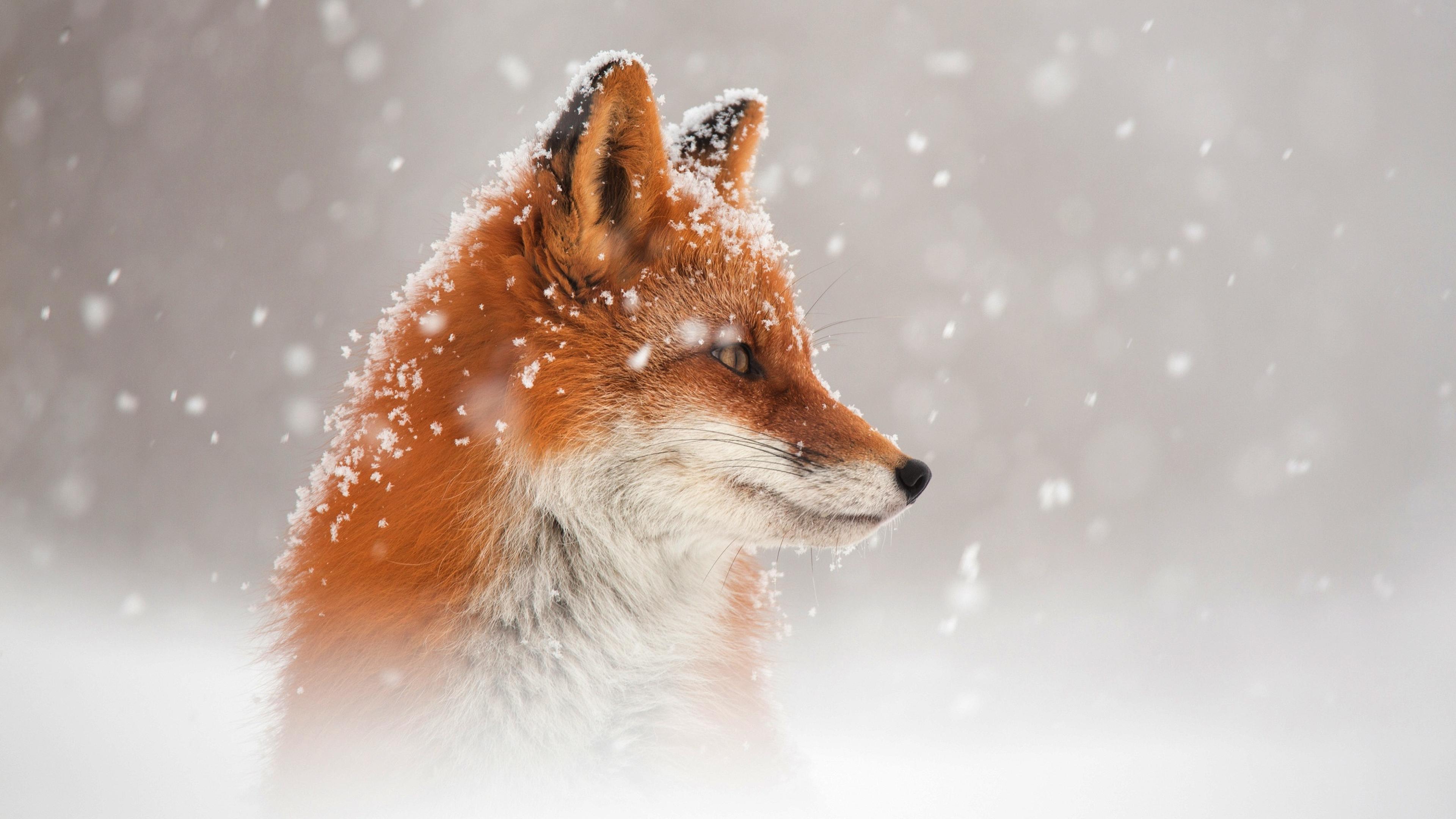 Лисичка в зимнем лесу рисунок - 70 фото