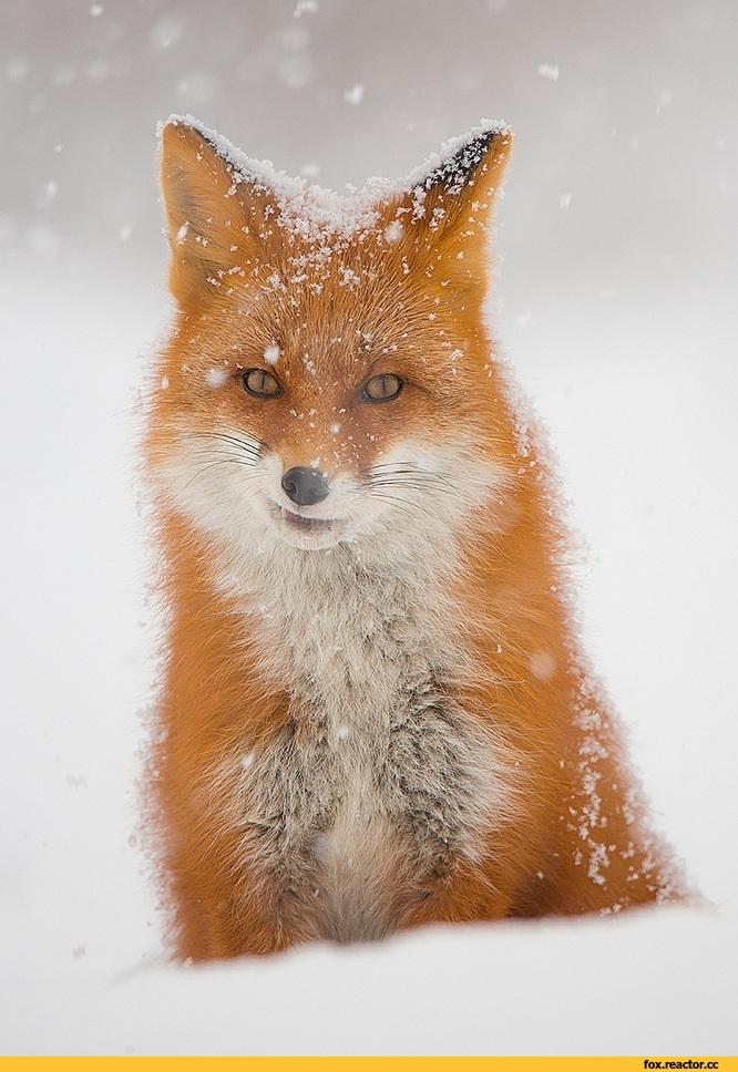 Лиса :: snow :: winter :: animals :: fox :: снег :: зима :: живность ::  fandoms :: фэндомы / картинки, гифки, прикольные комиксы, интересные статьи  по теме.