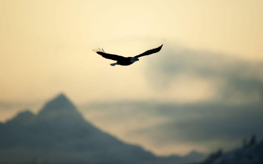 Фотографии Орлы Птицы пархающий в небе животное