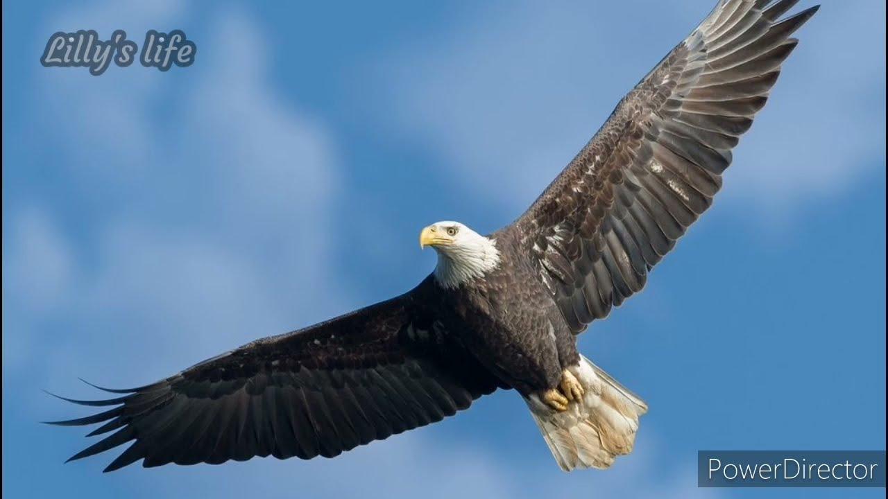 Картинки красивые орел в небе (64 фото) » Картинки и статусы про окружающий  мир вокруг