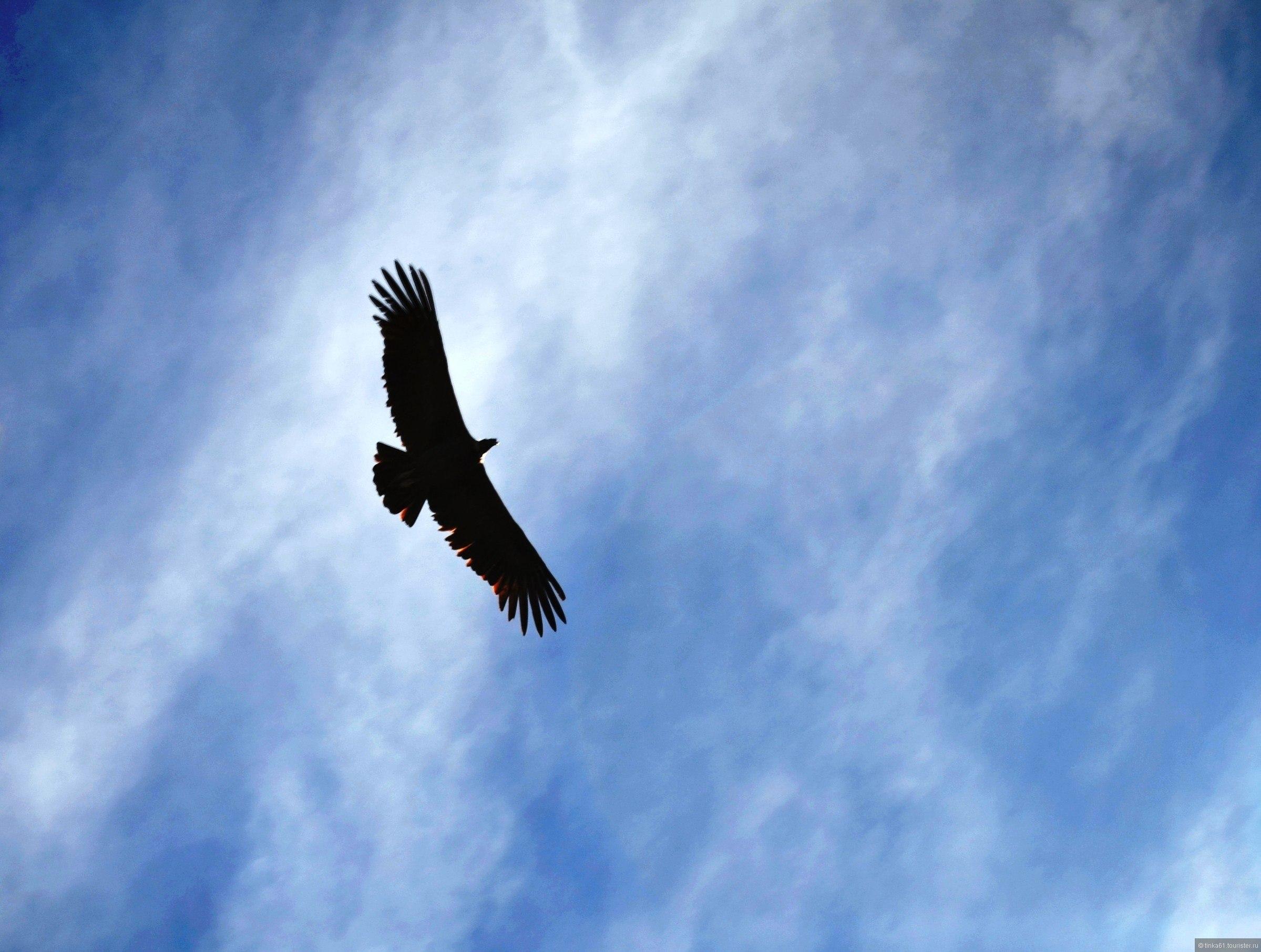 Картинка орел в небе - 58 фото
