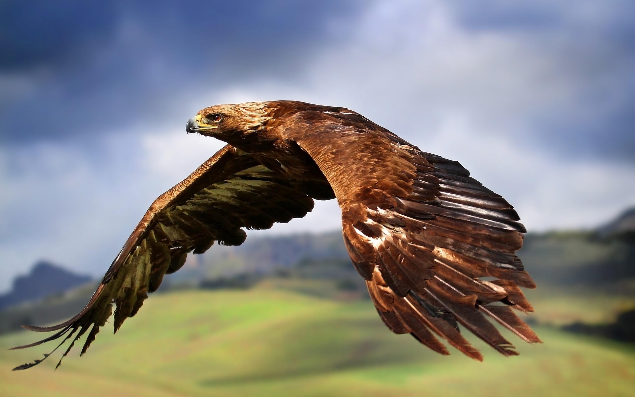 Орел летит в небе стоковое фото. изображение насчитывающей мясоед -  164968458
