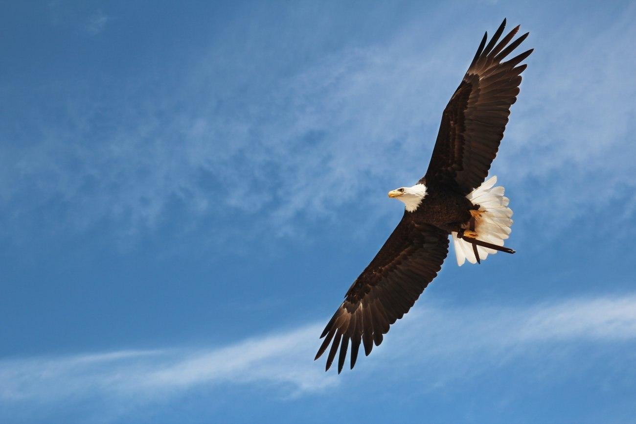 Белоголовый орлан летит в небе. орел, изолированных на синем плакаты на  стену • плакаты ужасный, крыло, агрессия | myloview.ru