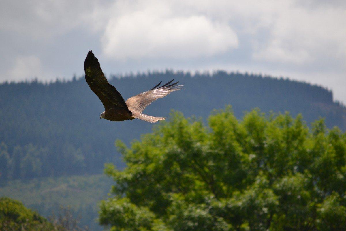 Через Молдову пролетел редкий степной орёл Йорук