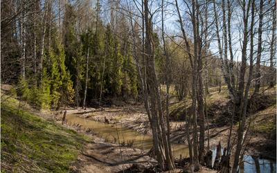 Горный ручей весной. Природа Карпатских гор Stock Photo | Adobe Stock