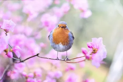 1 березня перший день весни - красиві картинки, привітання, листівки (фото,  відео)