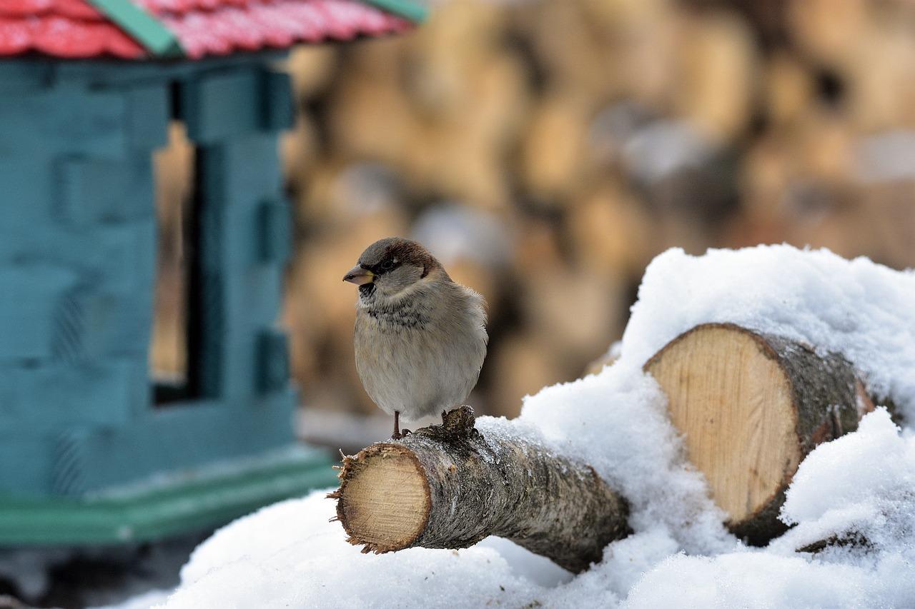 Воробей Птица Зима - Бесплатное фото на Pixabay - Pixabay