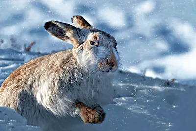 Картинка заяц зимой