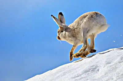 6 интересных особенностей зимовки зайца | Приключения натуралиста | Дзен