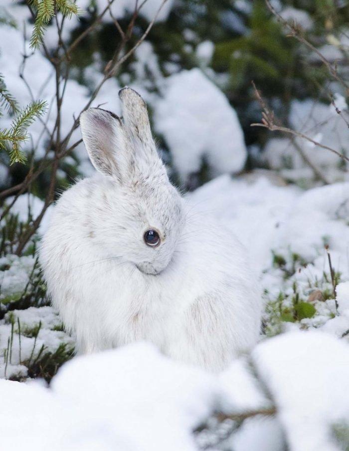 Защитили деревья от зайцев зимой — 100% рабочий способ, не надо укрывать  стволы