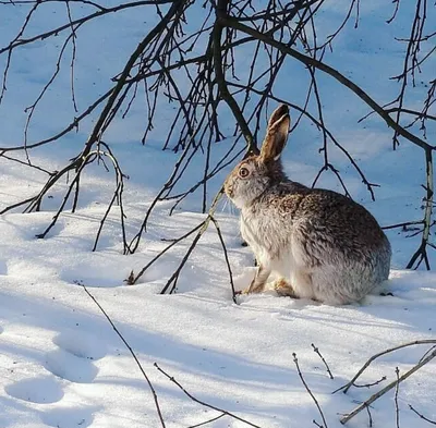 Зайчик в природе зимой - 73 фото