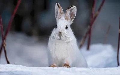 Фотография зайца зимой.