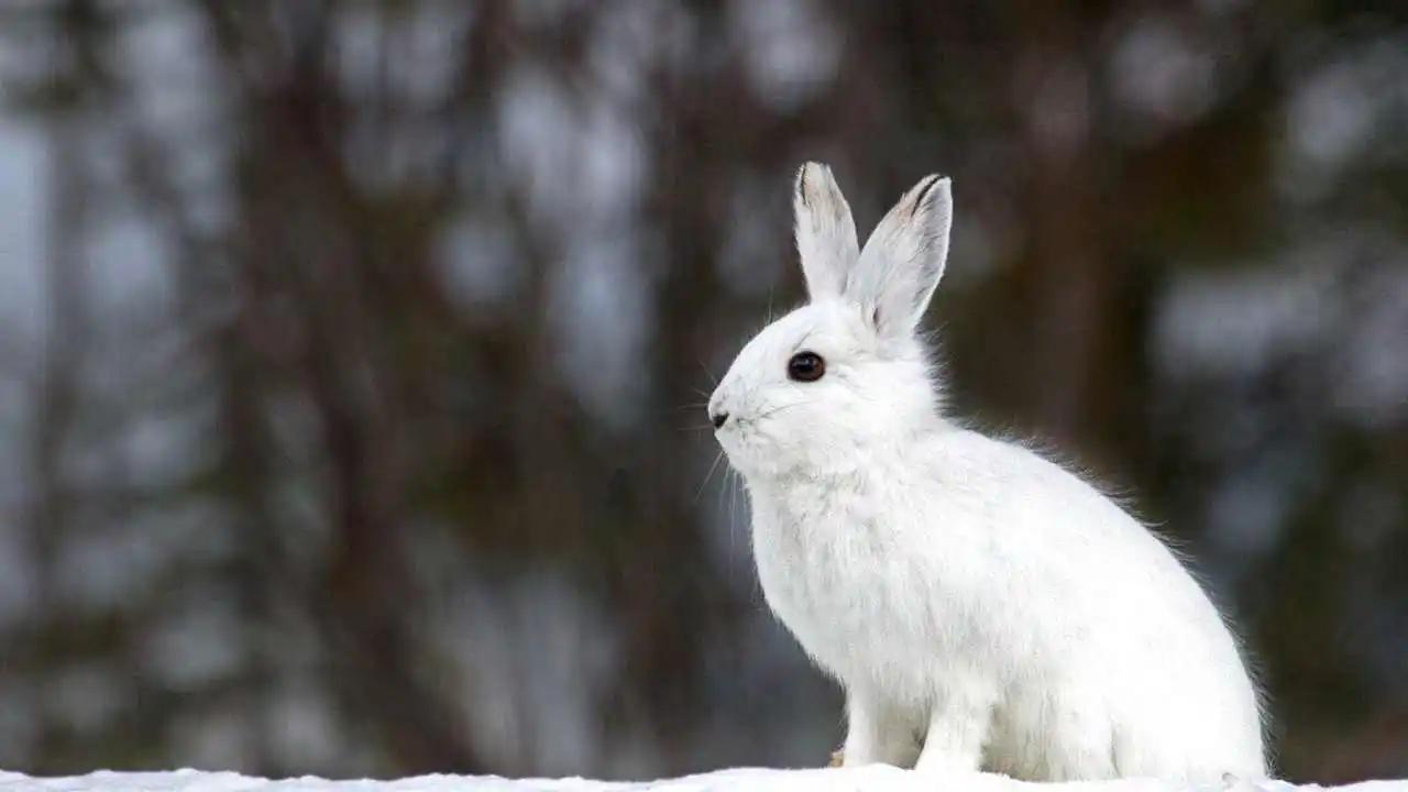 Скачать 1920x1080 зима, заяц, кролик, снег, ягоды, рыжий обои, картинки  full hd, hdtv, fhd, 1080p