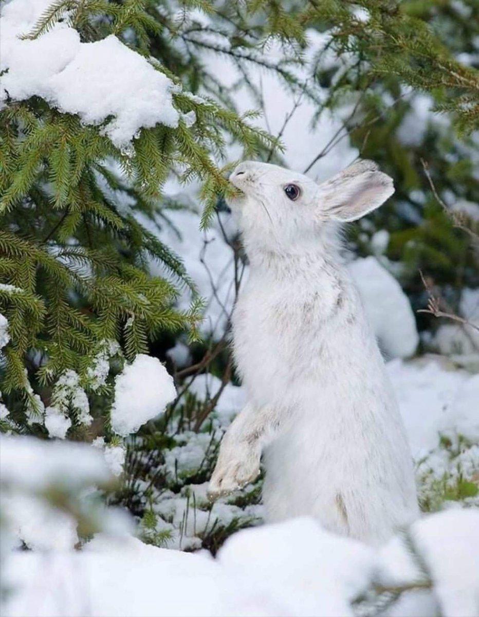 Кролик из снега стоковое фото. изображение насчитывающей город - 164366748