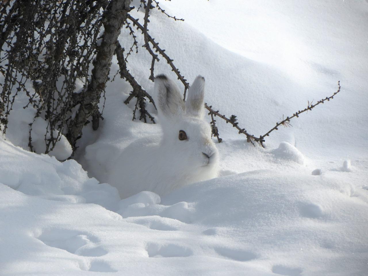 Снежный кролик арт - 50 фото