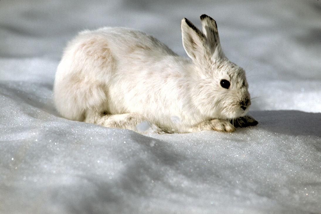 Белый заяц смотрит зимой на поляне…» — создано в Шедевруме