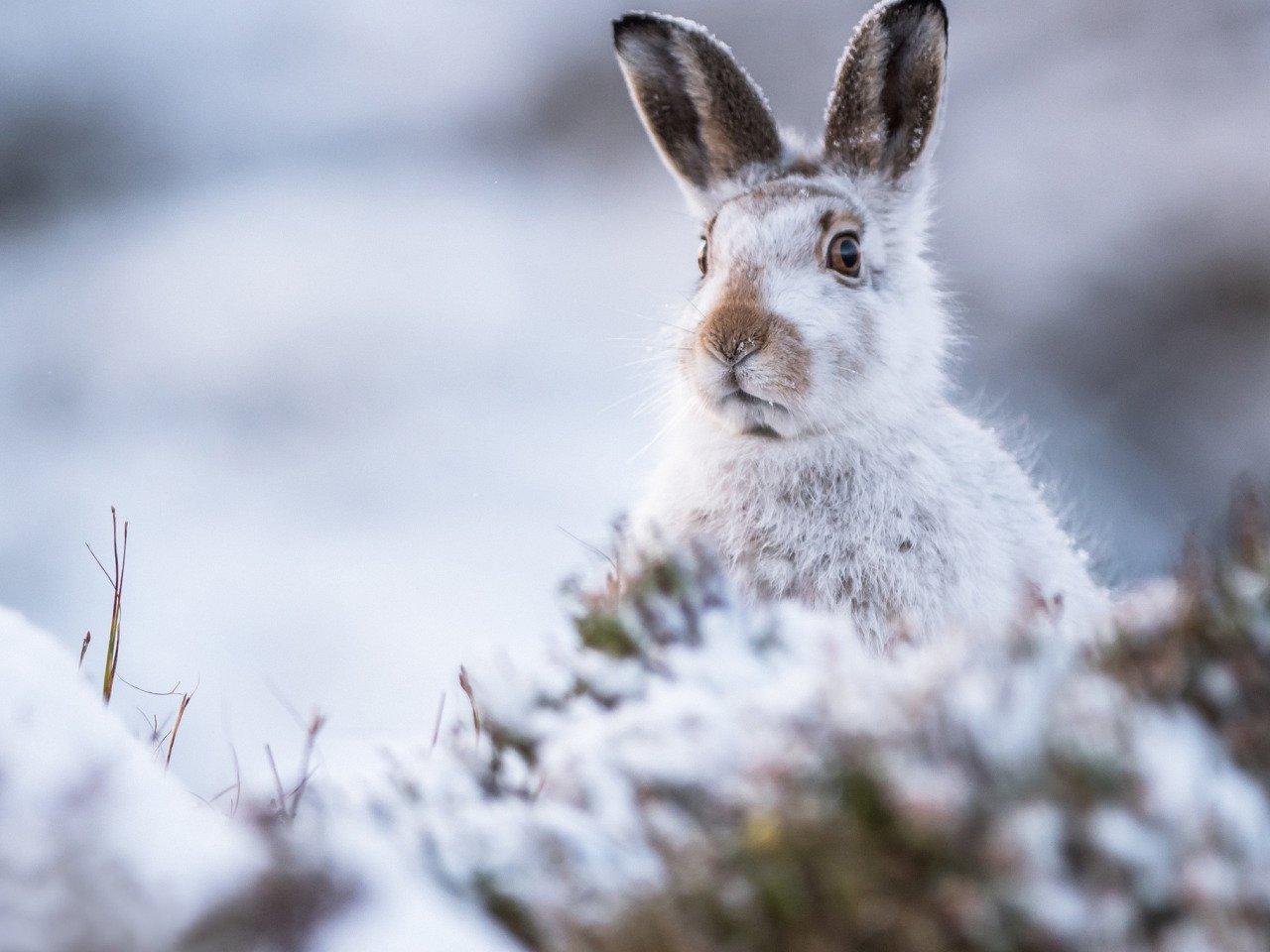 Белый зайца Snowshoe или различные заяц, сидя на снегу зимой в Канаде  Стоковое Изображение - изображение насчитывающей шубнина, мило: 185778371