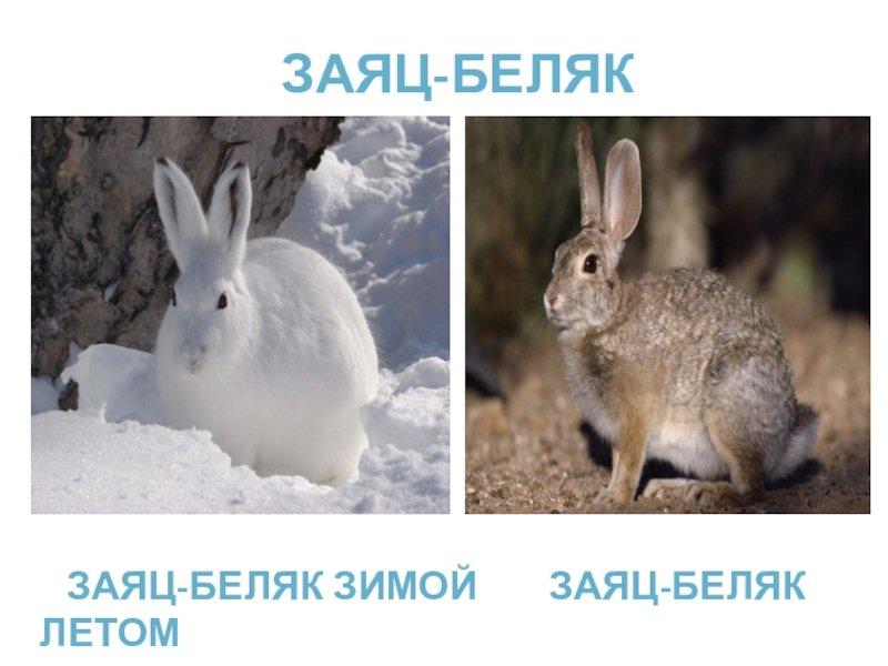 Заяц зимой и летом - 67 фото