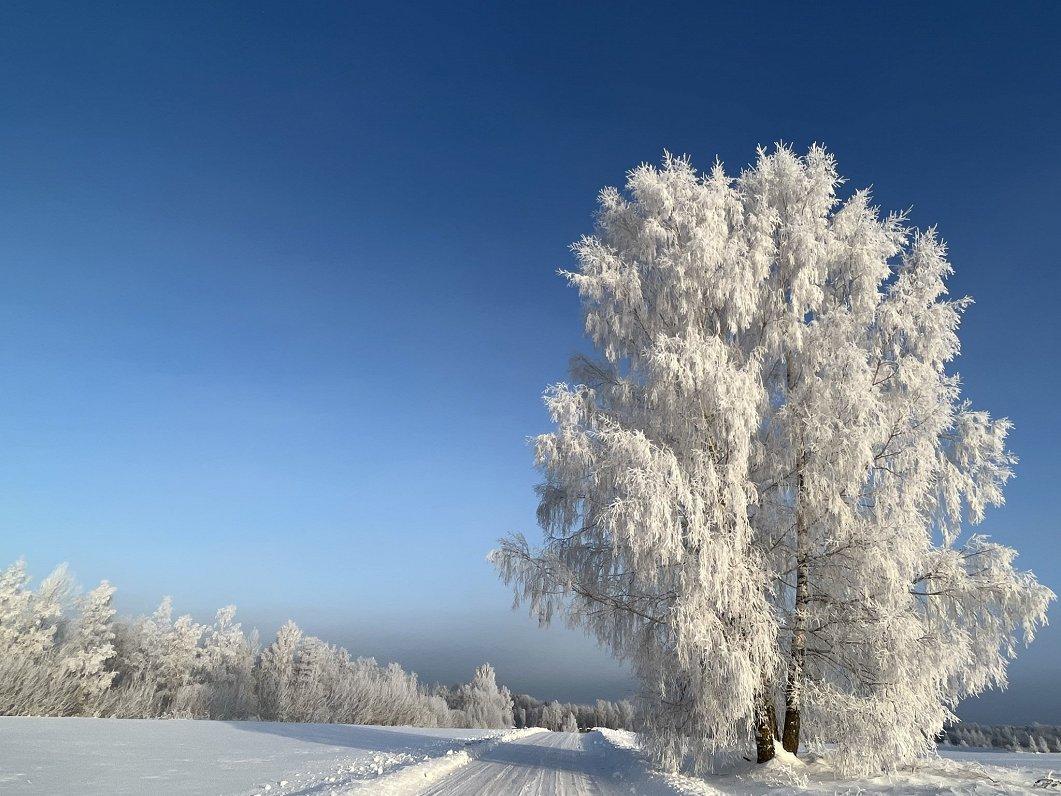 Зима в Украине начнется снегом и похолоданием – прогноз синоптика