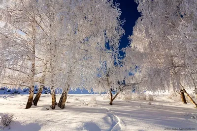 Красивая зима: синоптики прогнозируют отличные выходные - Delfi RU