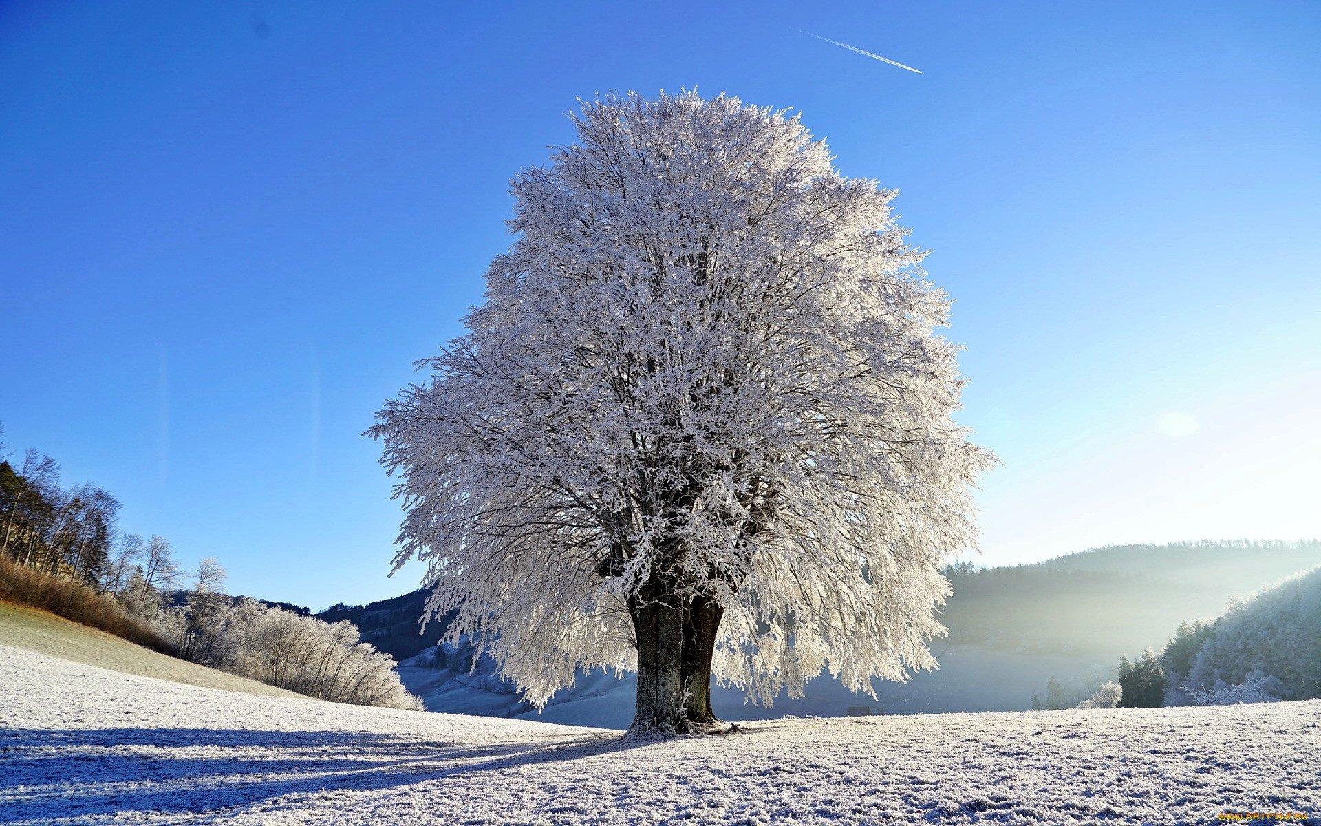 Зима деревья (59 фото) - 59 фото