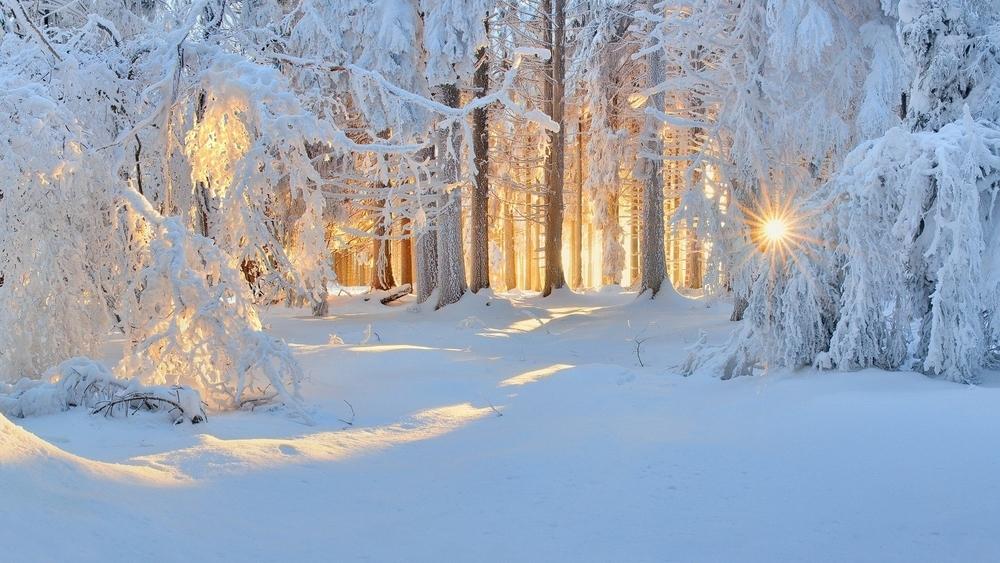 Как и почему деревья зимой выживают? Причины, фото и видео -  Научно-популярный журнал: «Как и Почему»