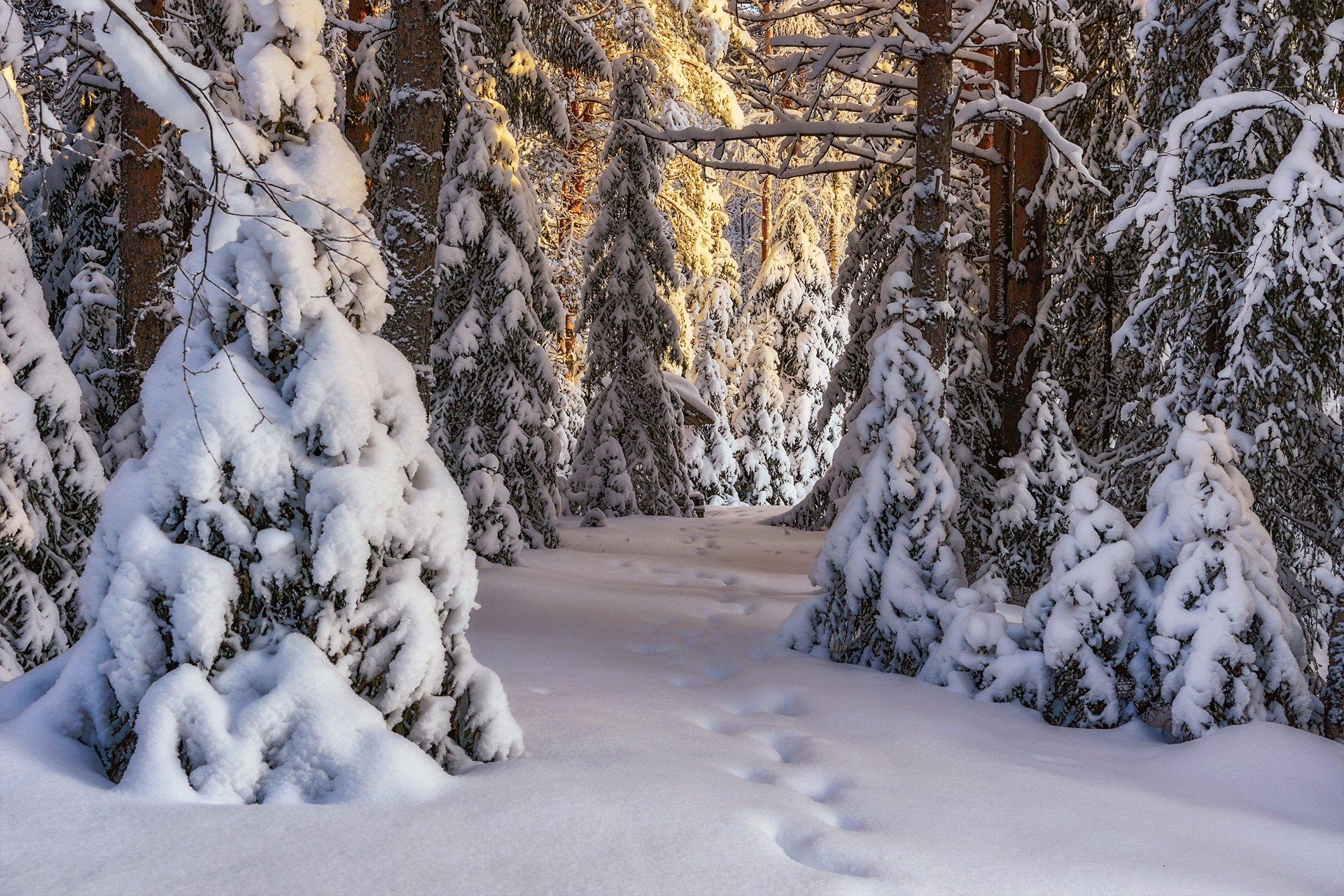 Зимний Лес | Вэкодом