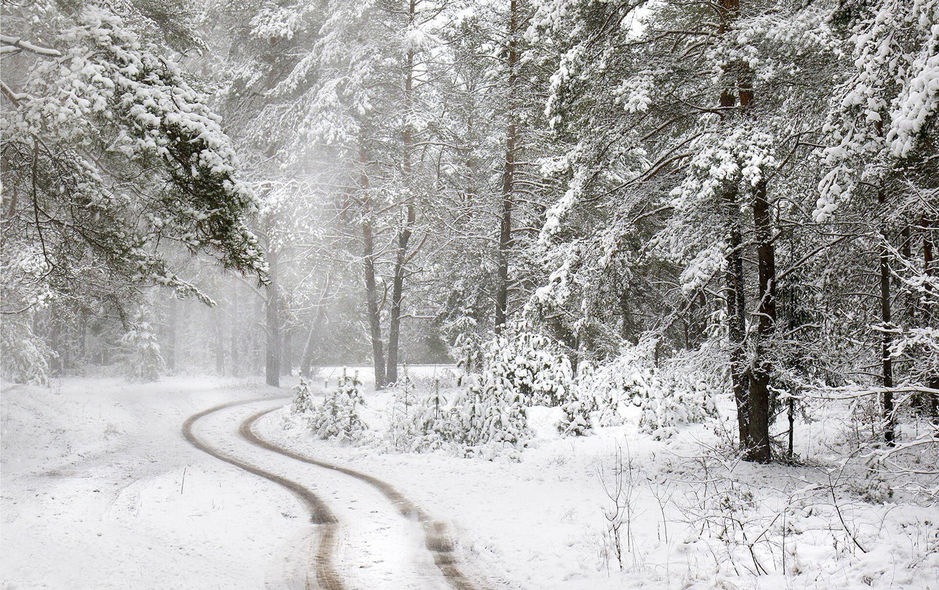 Зимний лес, с утра мороз.... Photographer Vera Ra