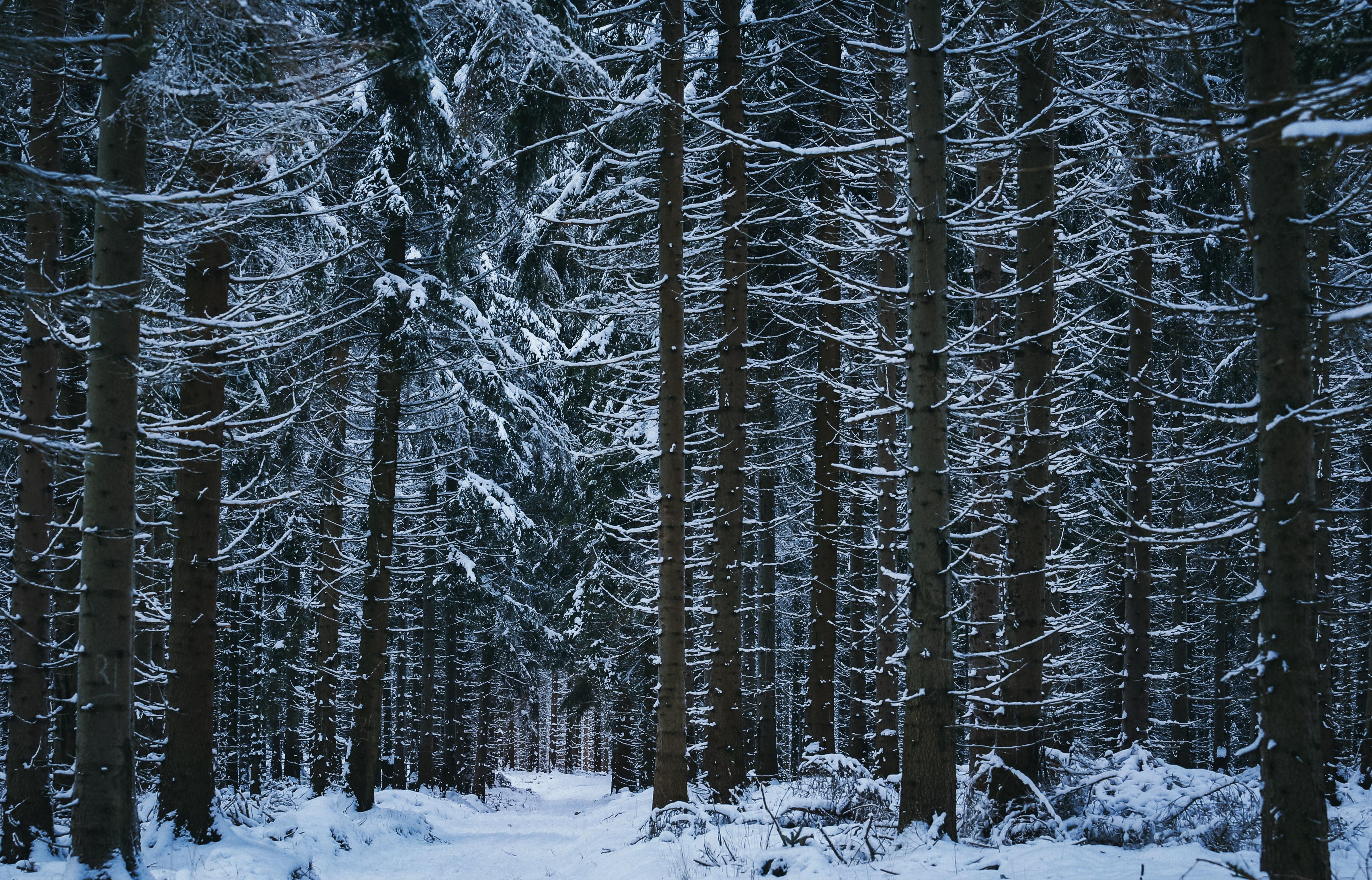 Замерзают ли деревья зимой? | KIDSISTER сервис специалистов по работе с  детьми | Дзен