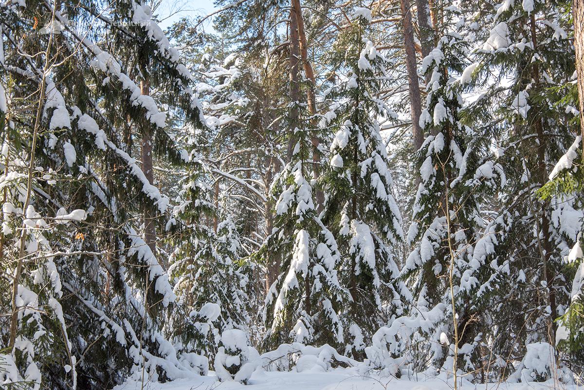 Зимний лес: особенности снаряжения и поведения