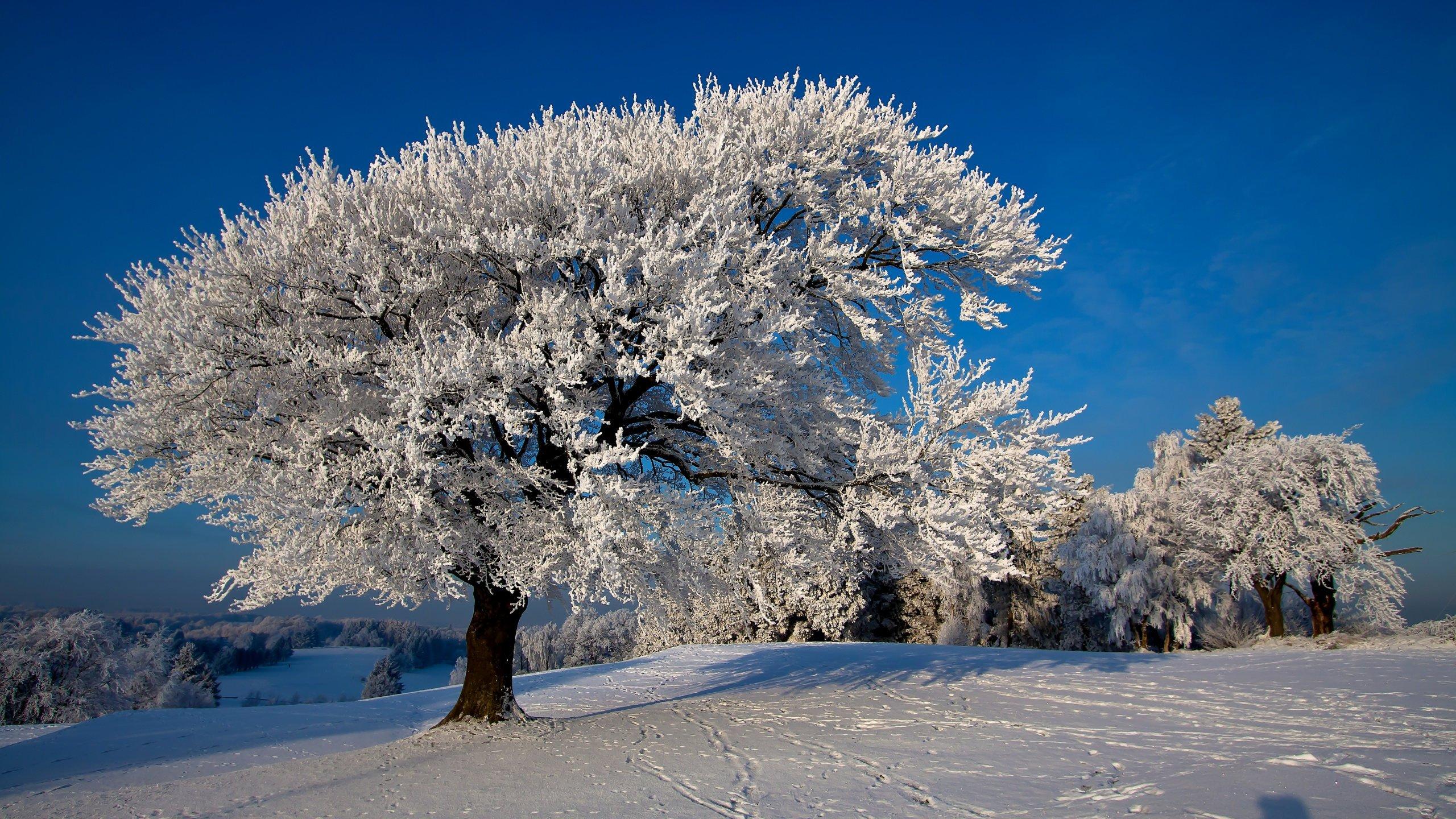 Как укрыть саженцы деревьев на зиму? | садовый центр Исида Парк