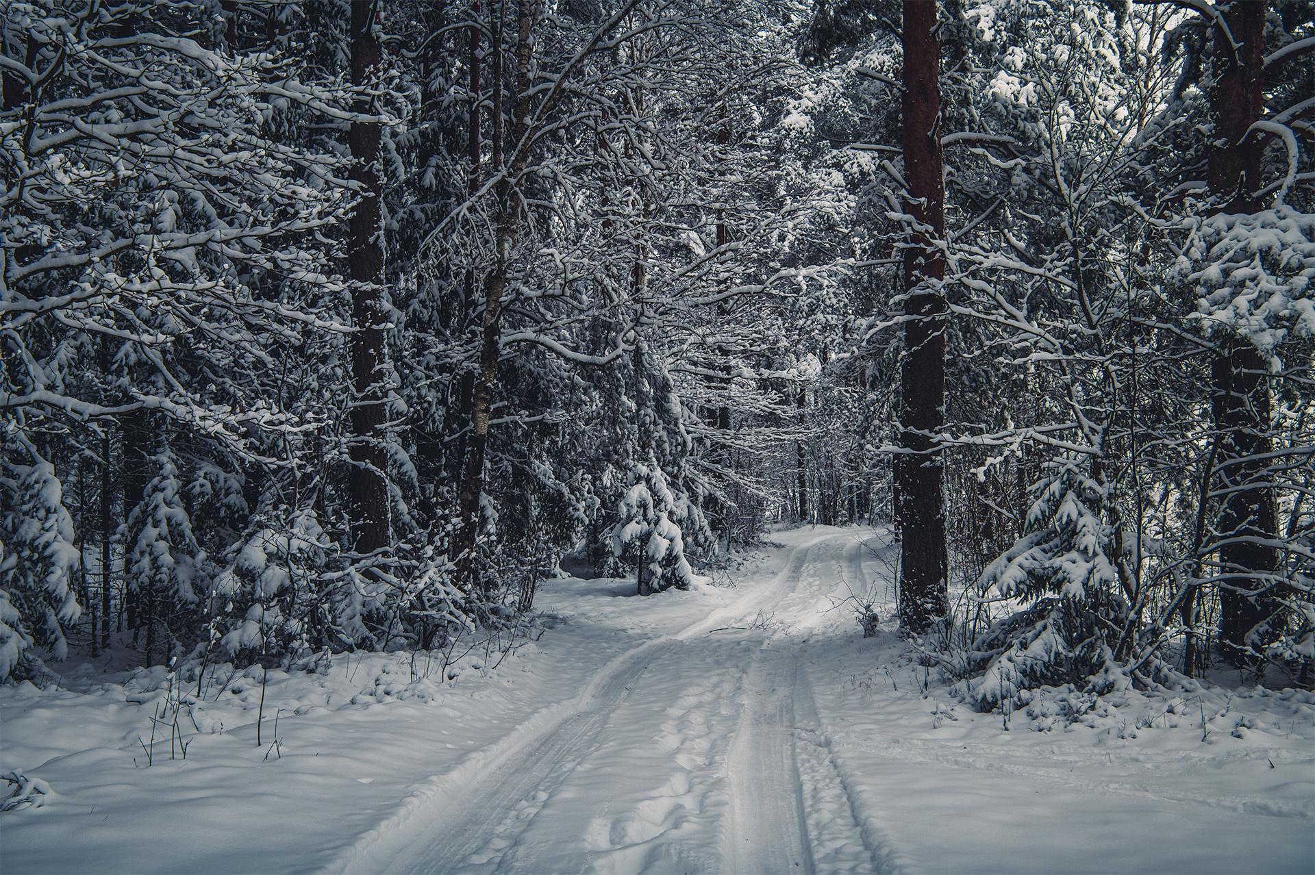 Деревья зимой (37 фото) - 37 фото