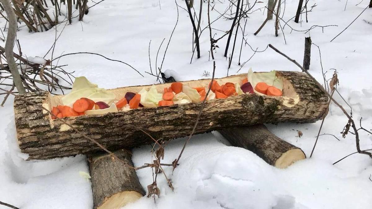 Что едят животные в лесу зимой и зачем их кормят лесники, фото - Телеграф