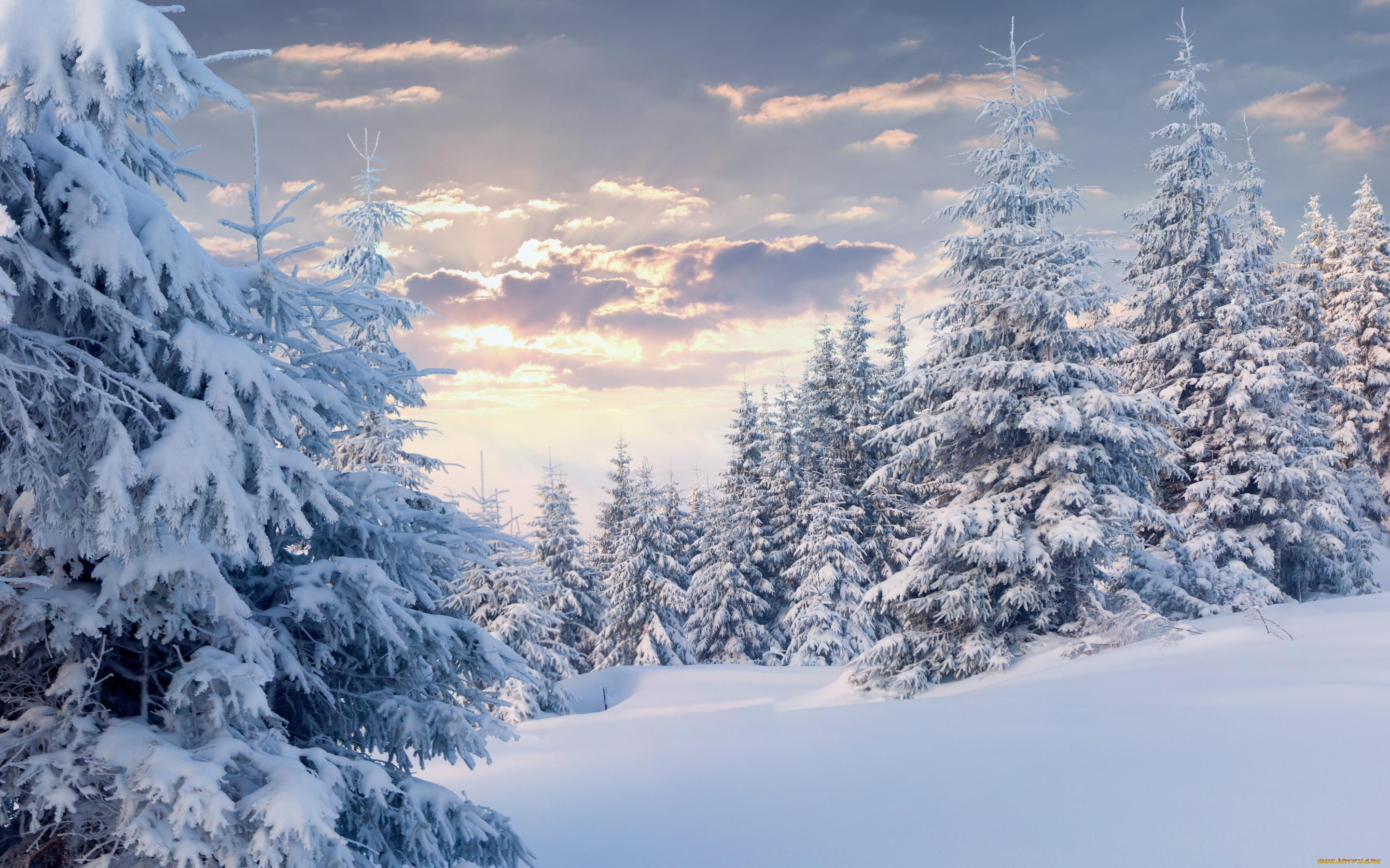Обои Природа Зима, обои для рабочего стола, фотографии природа, зима, лес,  облака, снег, ёлки Обои для рабочего стола, скачать обои картинки заставки  на рабочий стол.