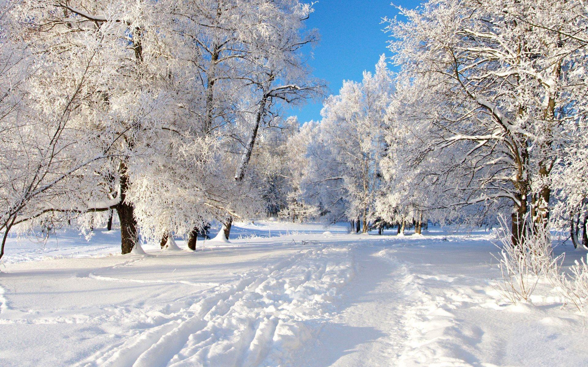 естественная зима обои снег покрыты деревья Стоковое Фото - изображение  насчитывающей пуща, климат: 225195550