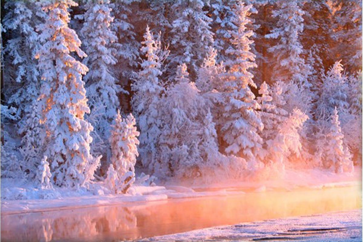 Фотообои Заснеженный зимний пейзаж с оленями, совой, сосновым лесом,  звездным небом, волшебный Nru98766 купить на заказ в интернет-магазине