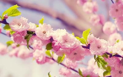Скачать обои и картинки сакура, цветы, ветка, листья, весна, цветение,  макро, розовый для рабочего стола в разрешении 1440x900