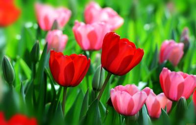 Обои Цветы Тюльпаны, обои для рабочего стола, фотографии цветы, тюльпаны,  весна, бутоны, красный Обои для рабочего стола, скачать обои картинки  заставки на рабочий стол.