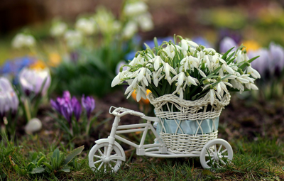 Обои велосипед, Цветы, Весна, Подснежники картинки на рабочий стол, раздел  цветы - скачать | Весна, Цветы, Фотообои