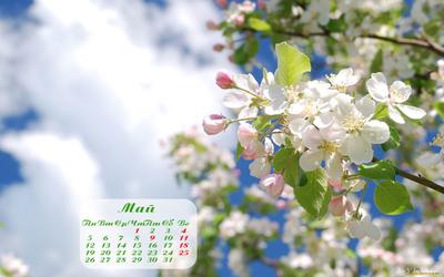 Обои на рабочий стол: Гиацинты, Разные, Цветы, Клумба, Весна - скачать  картинку на ПК бесплатно № 69740
