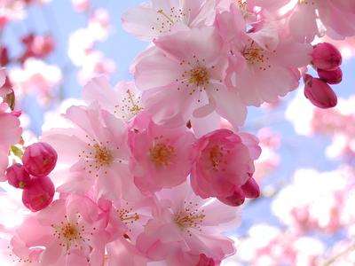 Обои на рабочий стол Розовые цветы на дереве весной, на размытом фоне, обои  для рабочего стола, скачать обои, обои бесплатно