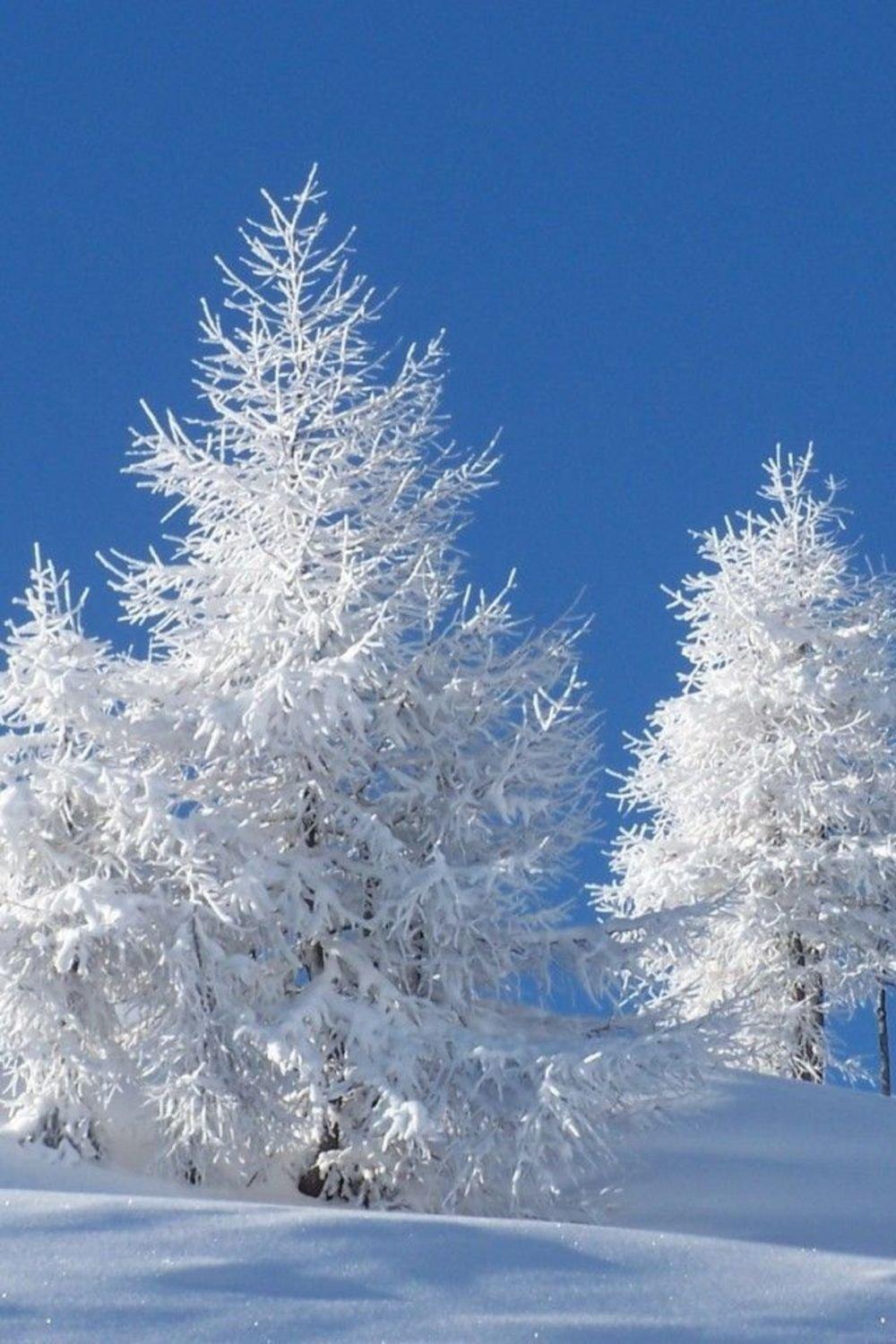 обои : природа, снег, Сотовый телефон, Деревьями, Вертикальный, Зима  1242x2688 - Sparkzale - 2199615 - красивые картинки - WallHere