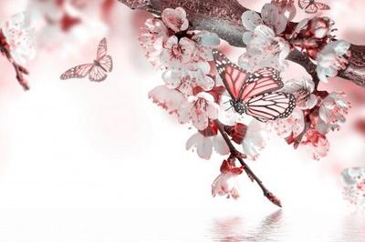 Обои весна, вишня, макро, фотошоп, бабочки, цветы, ветка, белый фон на  рабочий стол - картинки с раздела Вес… | Цветочный декор стен, Цветочные  обои, Обои для яслей