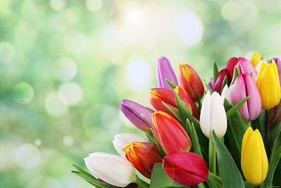 Картинки подснежники, весна, цветы - обои 1366x768, картинка №386798